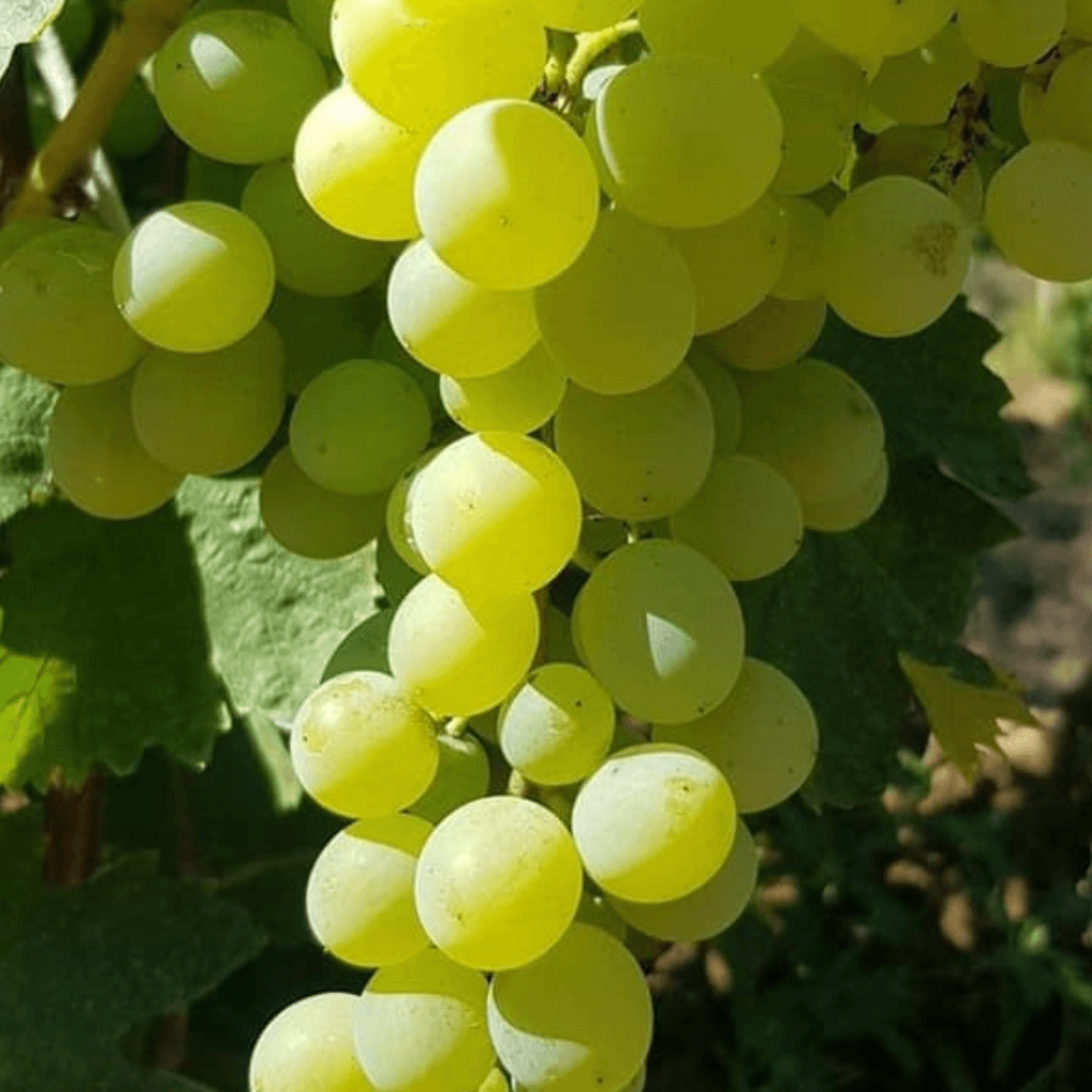 Belyi Suruchenskyi variety